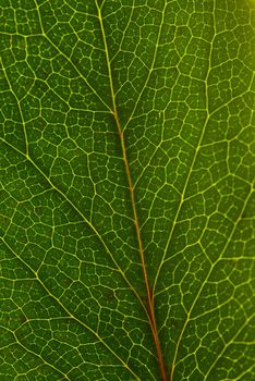 A macro shot of an green leaf lit from behind, all vains make a nice pattern