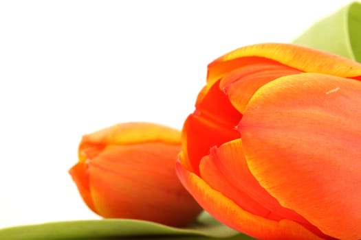 closeup two tulip with copyspace isolated on white background