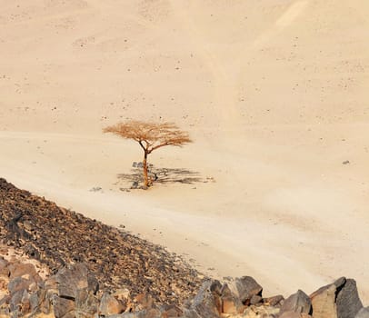 lonely dry tree  in Sahara desert near Hurghada, Egypt