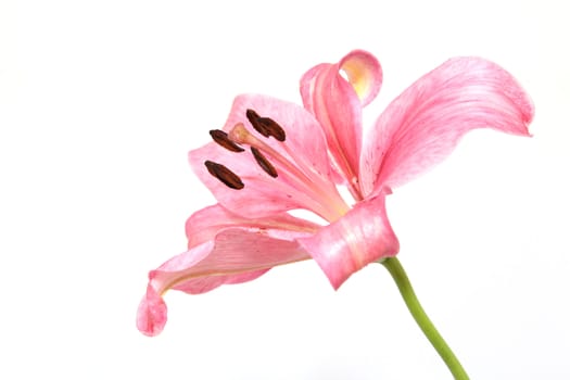 pink lily flower ioslated on white background closeup