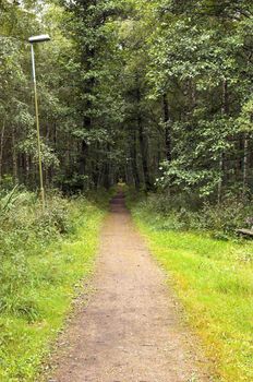 A long and straight small road in the woods, one lonely lamp.