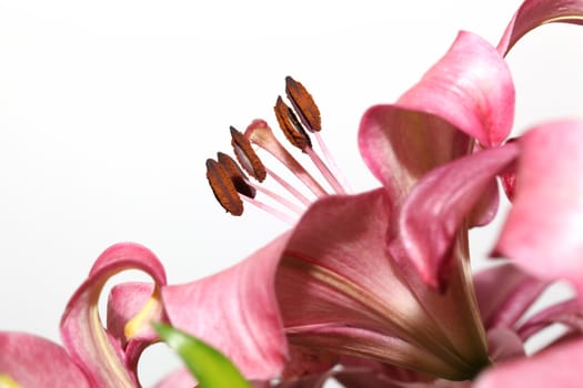 macro pink lily flower ioslated on white background with copyspace