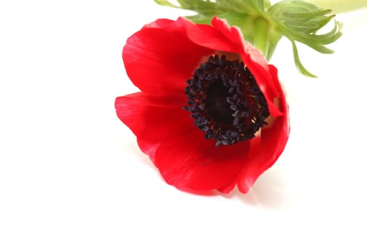 red flower closeup  with copyspace isolated on white background