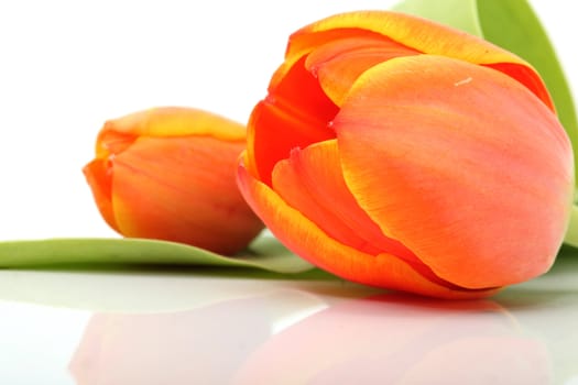 closeup two tulip with reflection and copyspace isolated