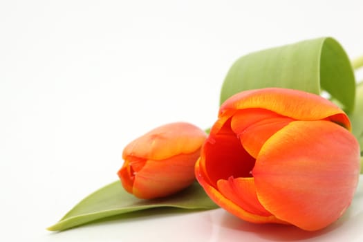 closeup two tulip with  copyspace isolated on white background