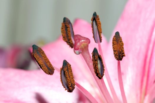 water drop on lily flower stem closeup detail