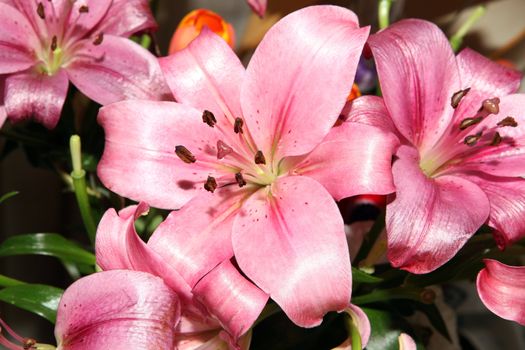 pin lily flowers bouquet for background