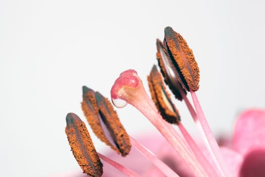 macro lily flower stem with drop of water and copyspace