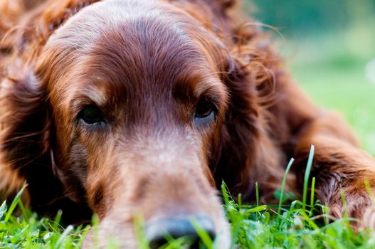 Shot of cute irish setter and green background