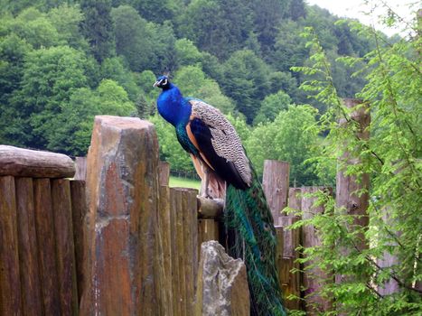 peacock, peafowl in nature