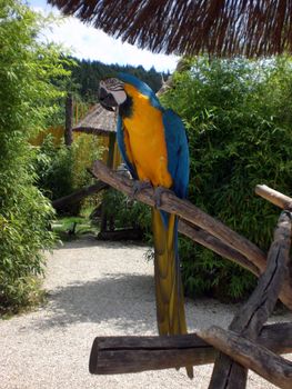 parrot bird in wildlife