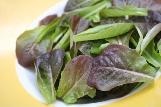 red fieldsalad