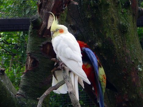 parrot bird in wildlife