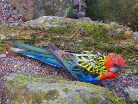 parrot bird in wildlife