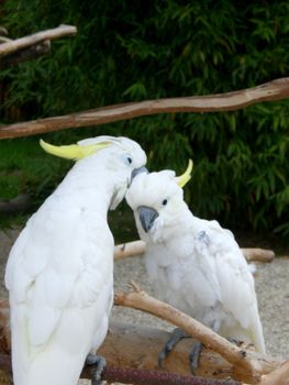 parrot bird in wildlife