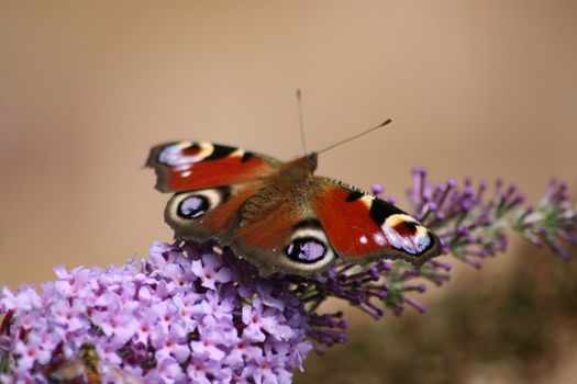 peacock butterfly feeding on the flowers of a buddleja bush