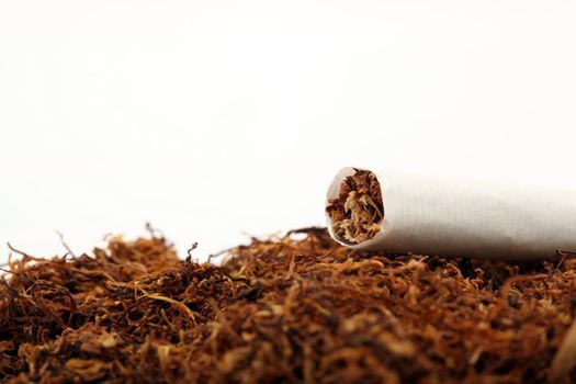 cigarette detail and tobacco crop isolated with copyspace