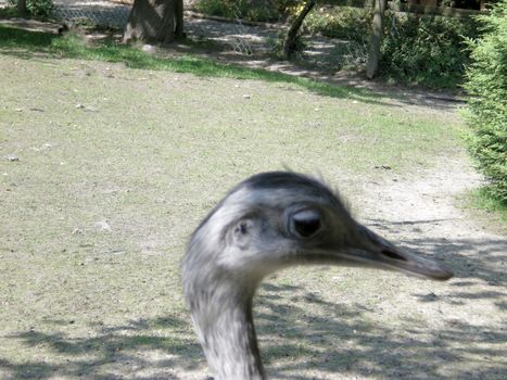  ostrich in wildnis