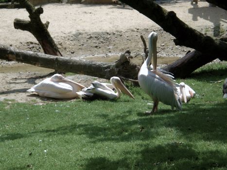 pelican in natur