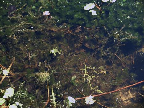 Frog in a bog,small frog