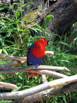 parrot bird in wildlife