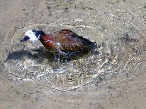 duck in wildlife