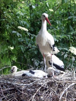 stork in the wildnis natur