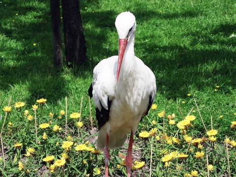 stork in the wildnis natur