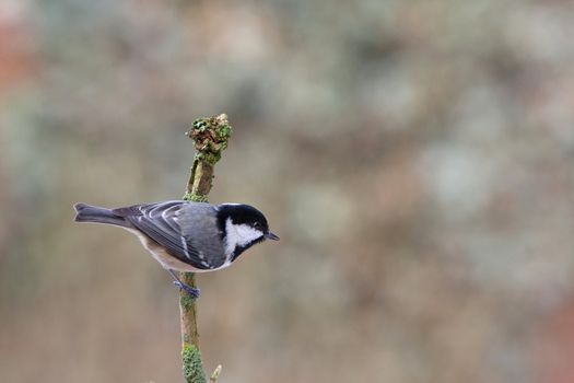 A Coal Tit - Parus ater - perched on a twig