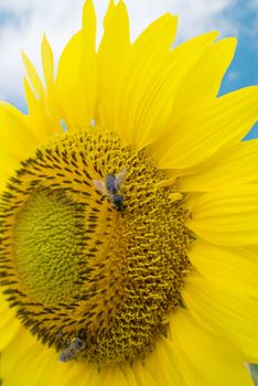 Two bees on a sunflower in summer day