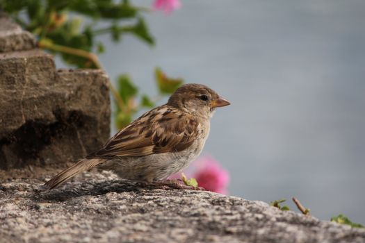 bird white and brown and flowers