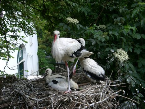 stork in the wildnis natur