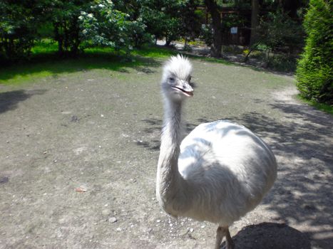  ostrich in wildnis