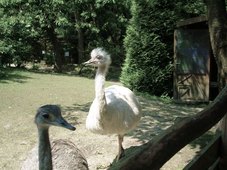  ostrich in wildnis