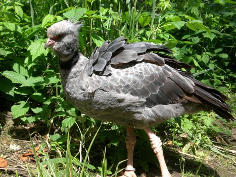 grouse bird in natur