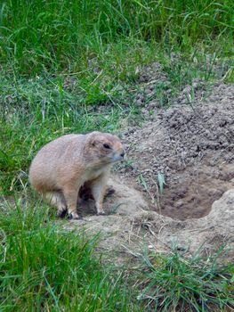 marmot in natur