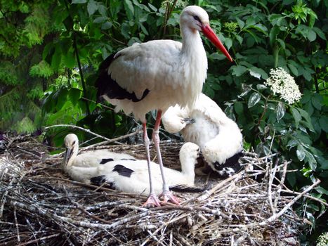 stork in the wildnis natur