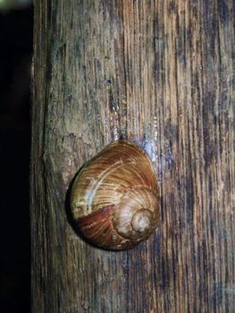 snail on a tree trunk