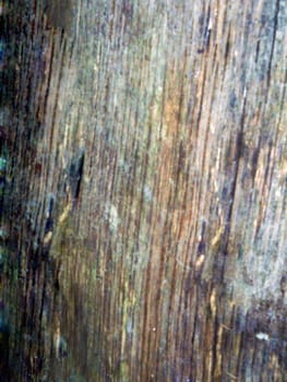 structure of an old tree trunk
