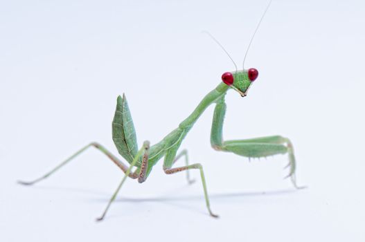 Red Eyed Praying Mantis on a white background.