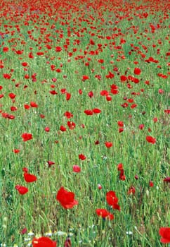 flower field