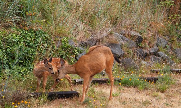 Red Brown Fawn and Doe loving one another against a grass hill