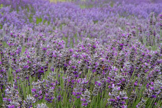 Lavender flower field diminishing to distant soft focus as a horizontal image