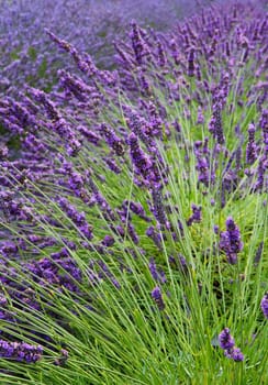 Lavender flower field diminishing to distant soft focus but with emphasis on front as a vertical image