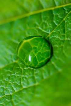 Water drop on the green leaf close-up, macro