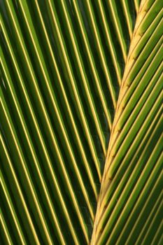 A closeup of a palm tree leaf.
