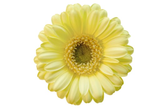 Isolated flower beige gerber on the white background
