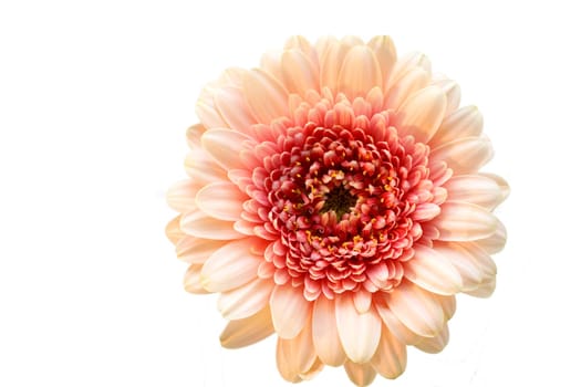 Light pink flower gerber on the white background