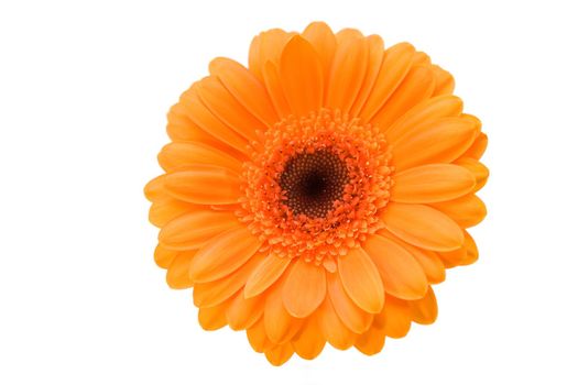 Bright orange flower gerber on the white background with brown heart