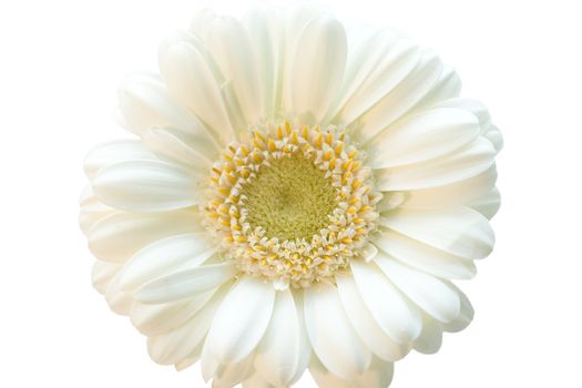 White flower gerber isolated, big and beautiful